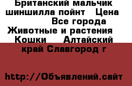 Британский мальчик шиншилла-пойнт › Цена ­ 5 000 - Все города Животные и растения » Кошки   . Алтайский край,Славгород г.